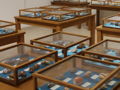 Visita il Museo delle Conchiglie a Roseto Capo Spulico